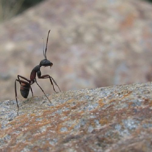 Termites vs Ants: Things You Should Know